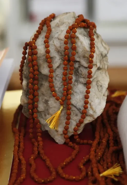 Mala de rudraksha